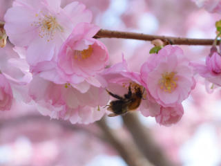 Biene in Kirschbaumblüte